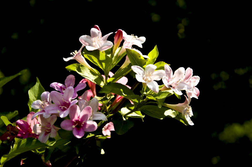 DSC_5001_ͼ_С.jpg