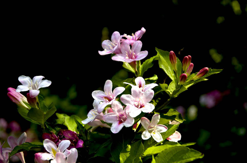 DSC_5002_ͼ_С.jpg
