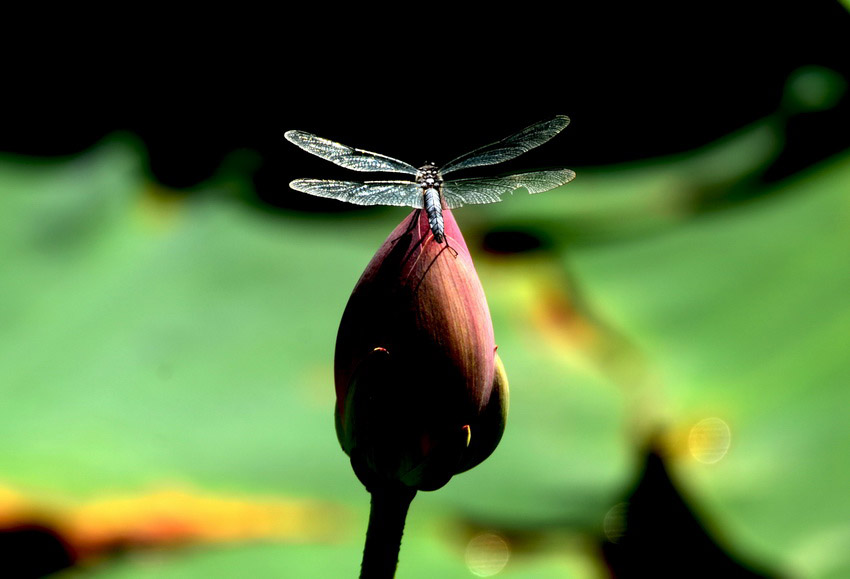 DSC_8958_ͼ_С.jpg