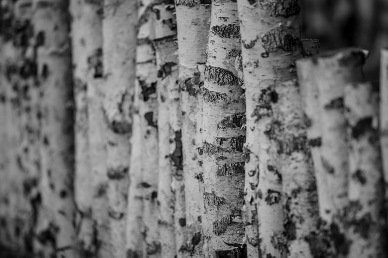 IMG_3332.jpg