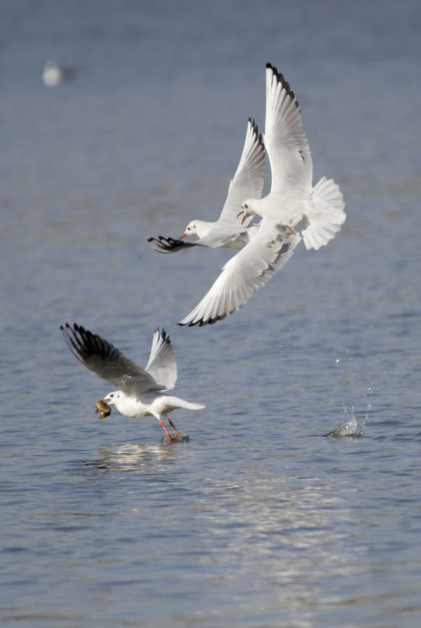 DSC_8027_ͼ_С.jpg