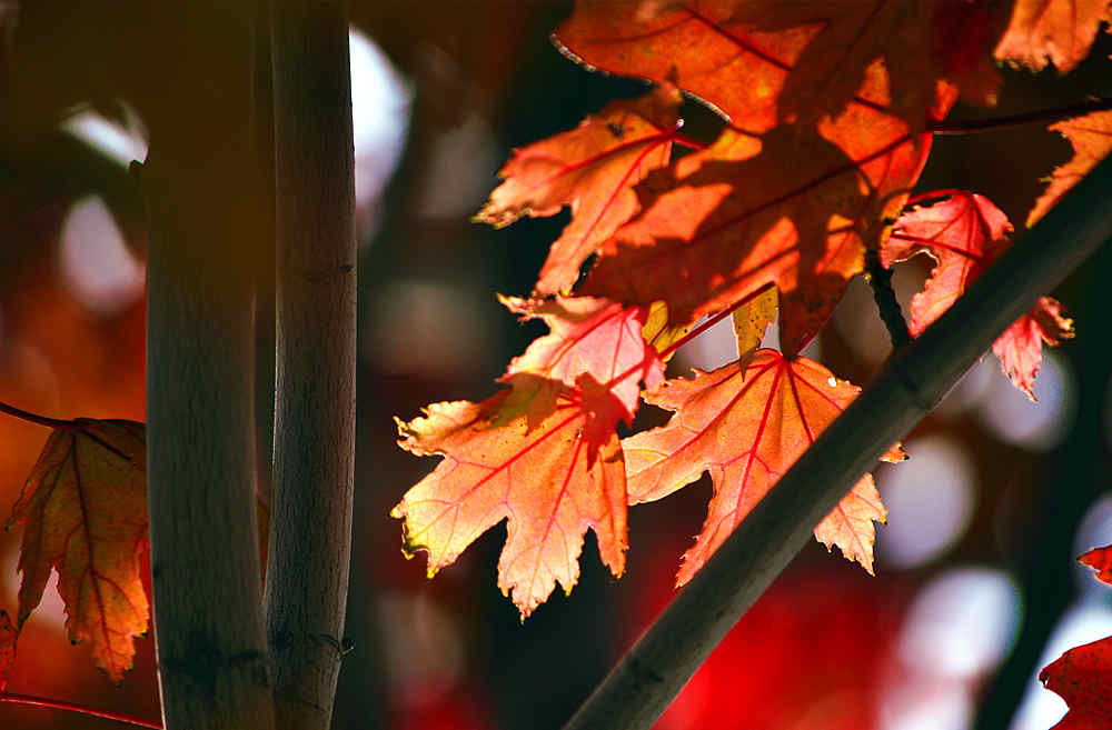 DSC_0740__.jpg