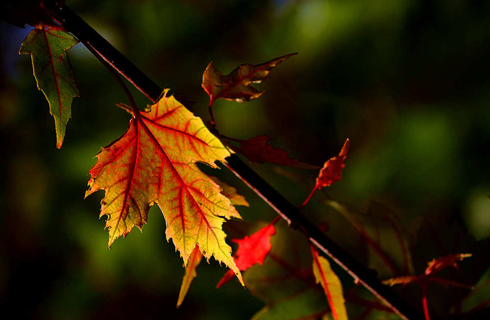 DSC_0751__.jpg