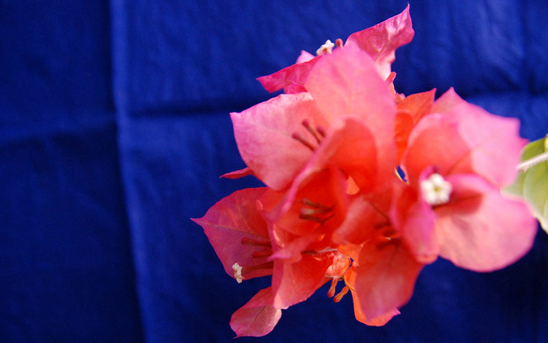 DSC_4011.JPG