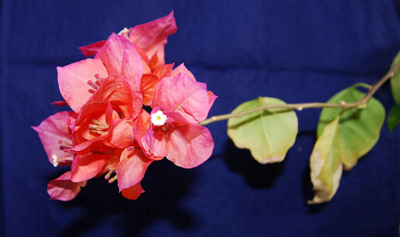 DSC_4016.JPG