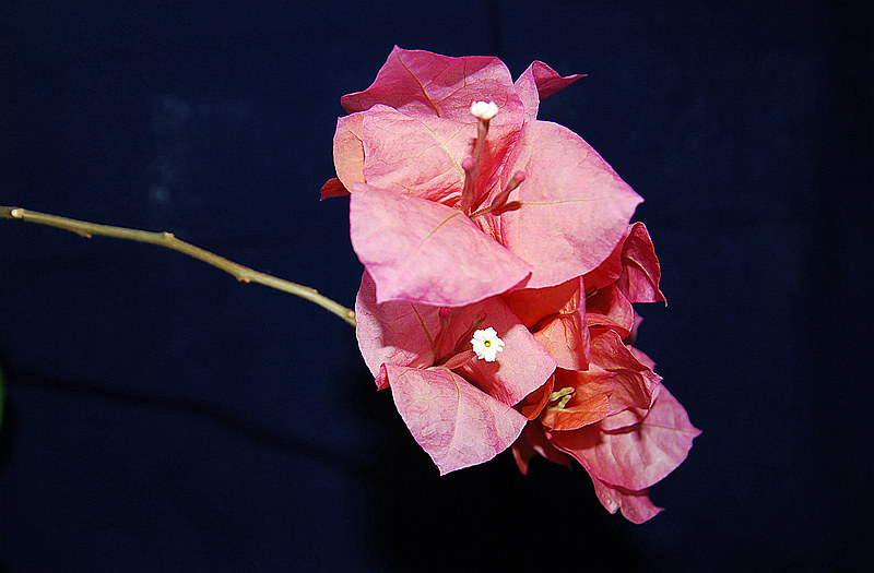 DSC_4025.jpg