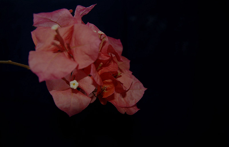 DSC_4005.jpg