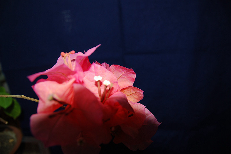 DSC_4015.JPG