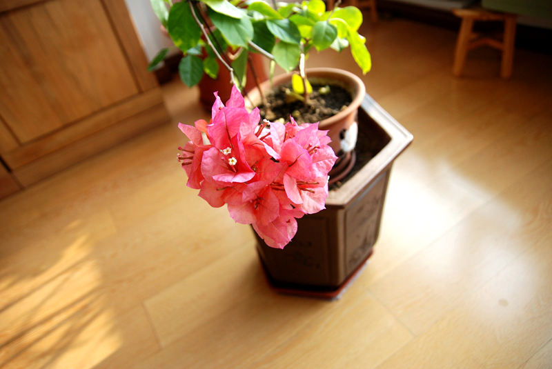 DSC_4049.JPG