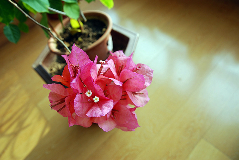 DSC_4028.jpg
