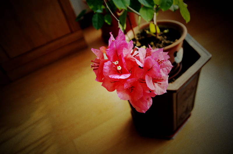 DSC_4050.jpg