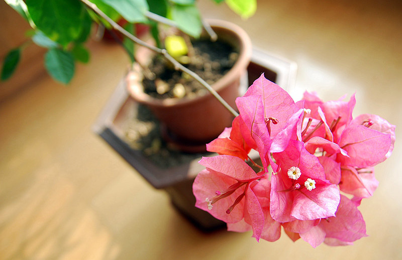 DSC_4027.jpg