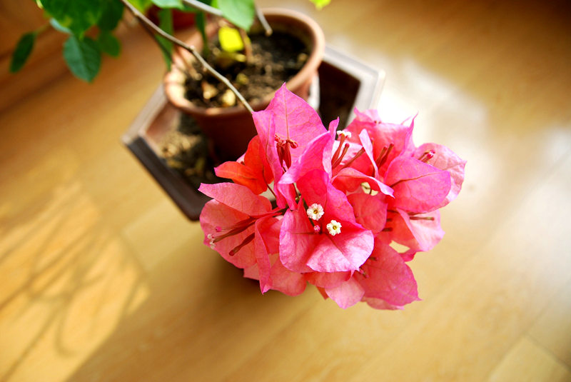 DSC_4032.JPG