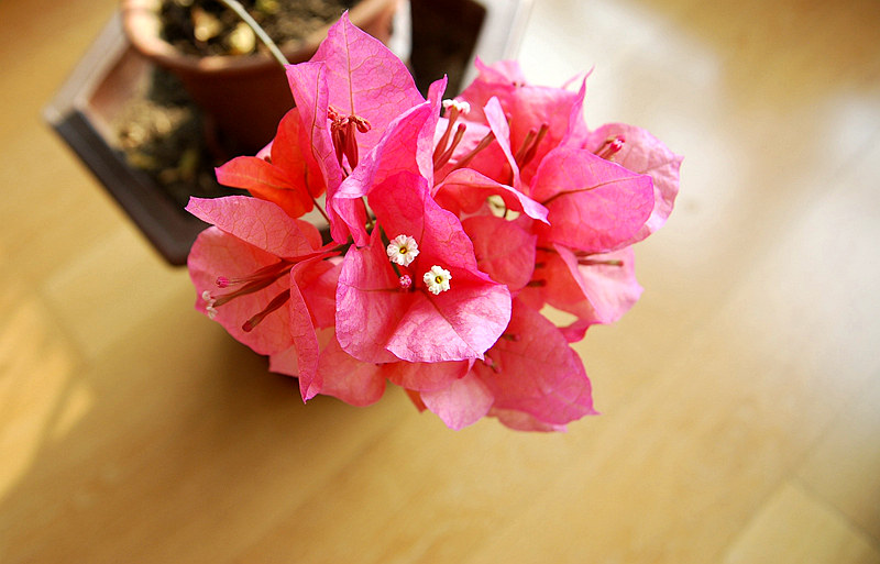 DSC_4033.jpg