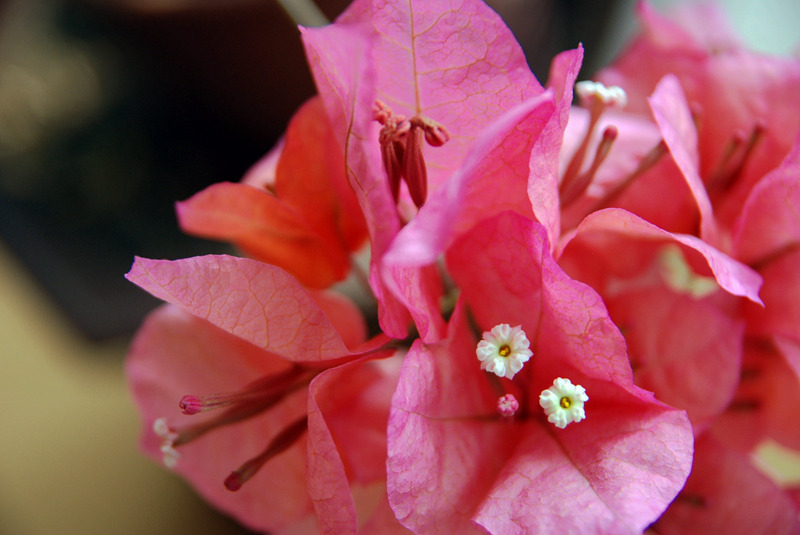 DSC_4035.jpg
