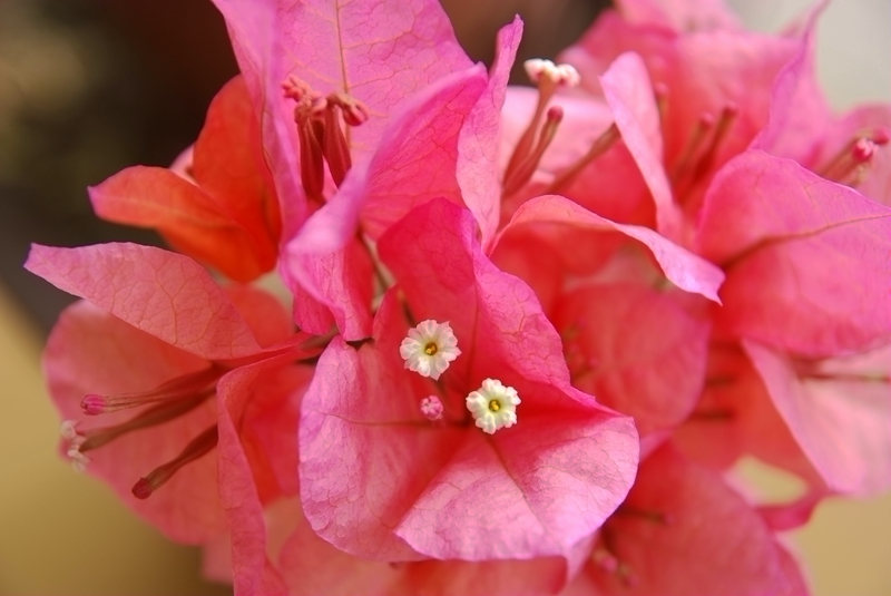 DSC_4039.JPG