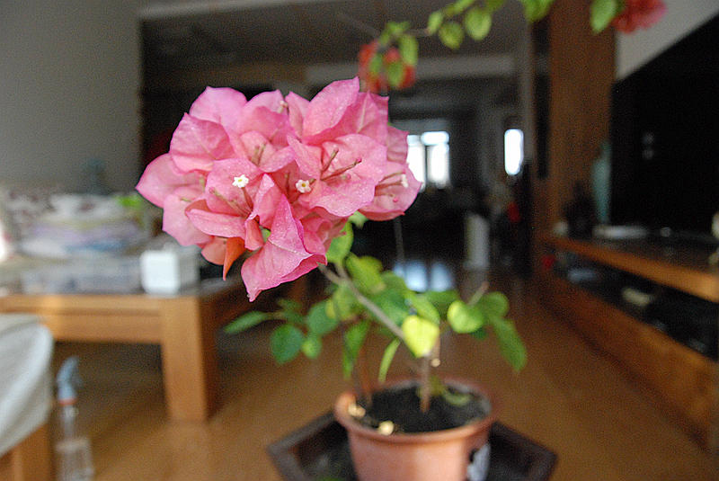 DSC_4142.JPG