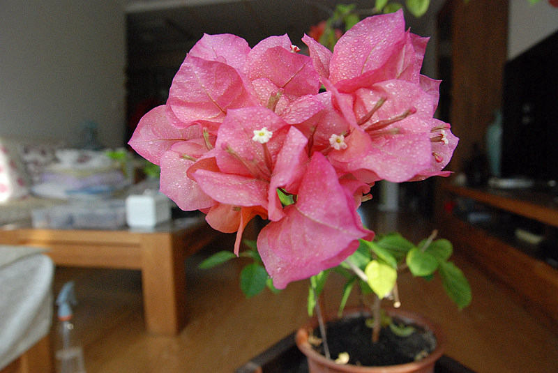 DSC_4123.JPG
