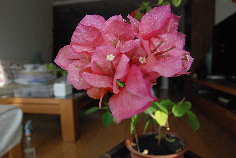 DSC_4124.JPG