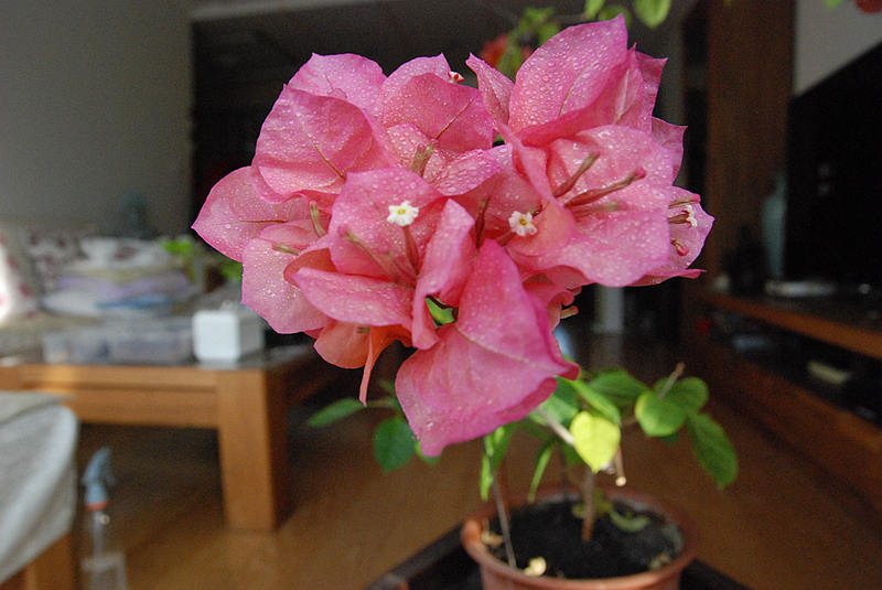 DSC_4126.JPG