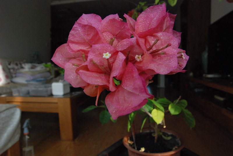 DSC_4132.JPG