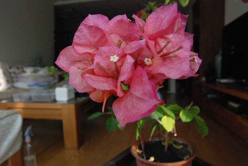 DSC_4133.JPG