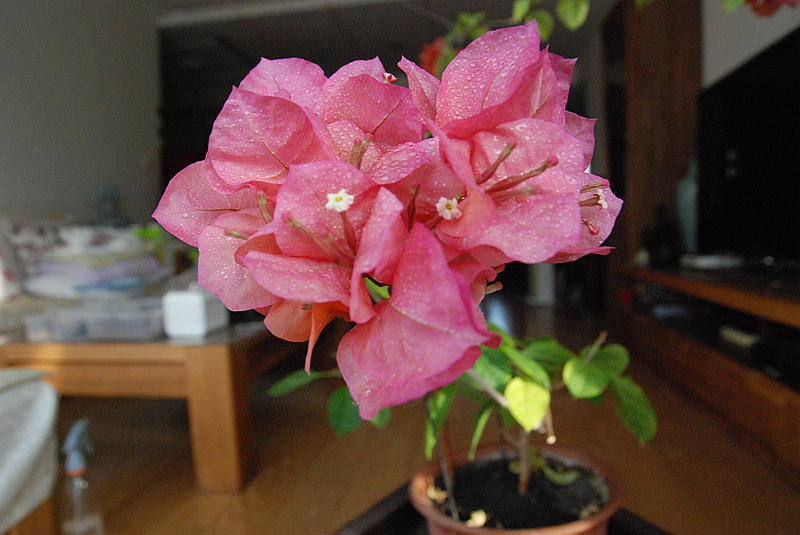 DSC_4134.JPG