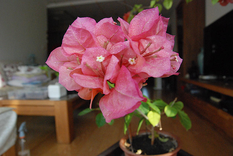 DSC_4135.JPG