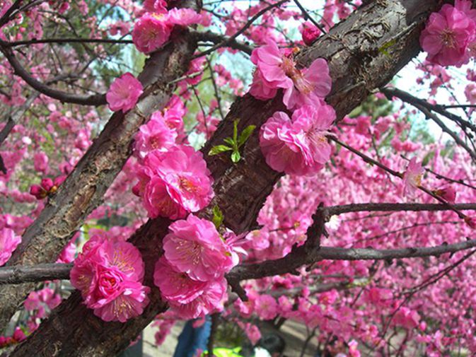 0-DSCN2720-3.jpg