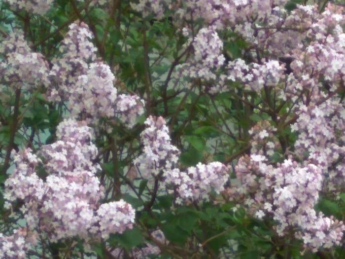 IMG_20170504_125718.jpg