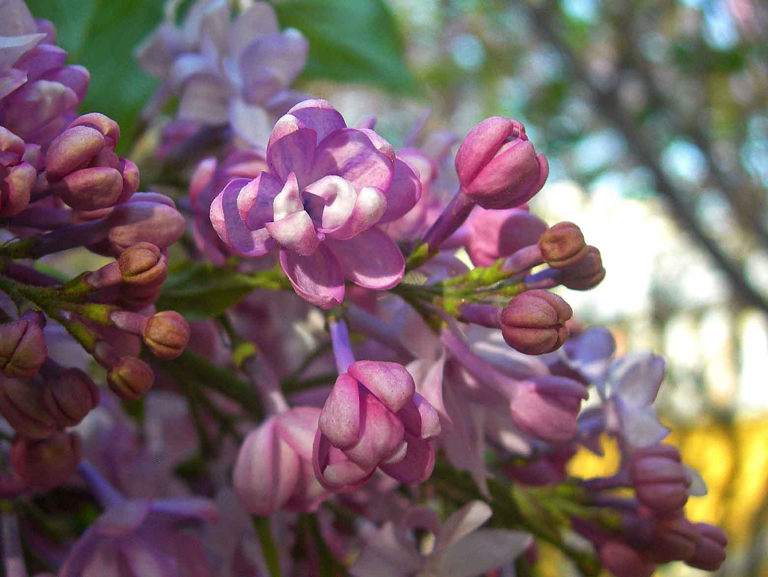 1-2017.5.9-DSCN5688-3.jpg