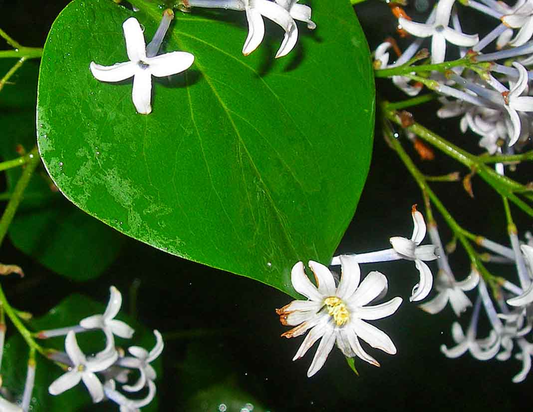 2-DSCN6604-3.jpg