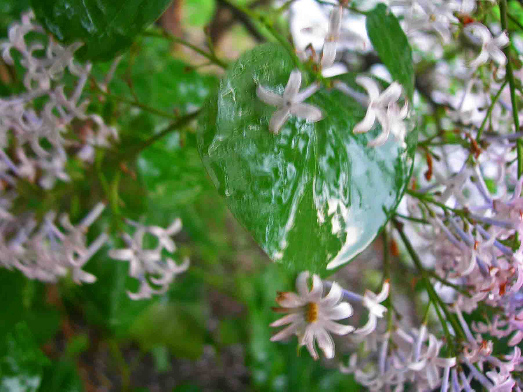 DSCN6602-3.jpg