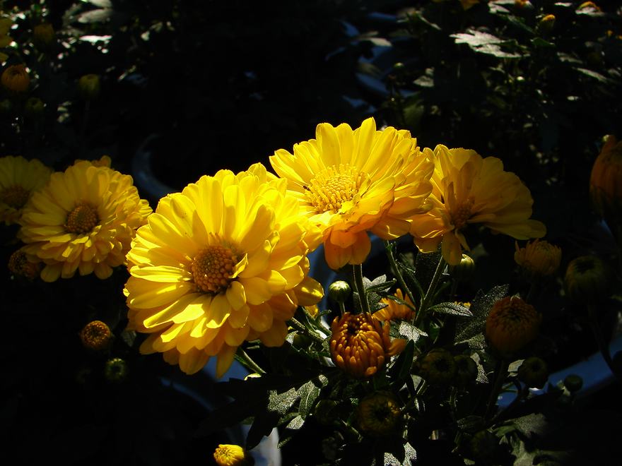 2-IMG_1.jpg