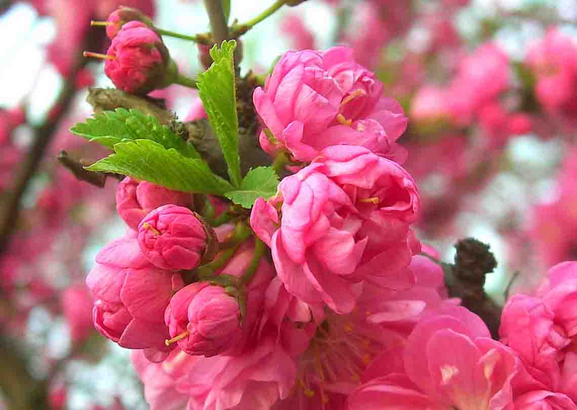 DSCN3247-3ˮ.jpg
