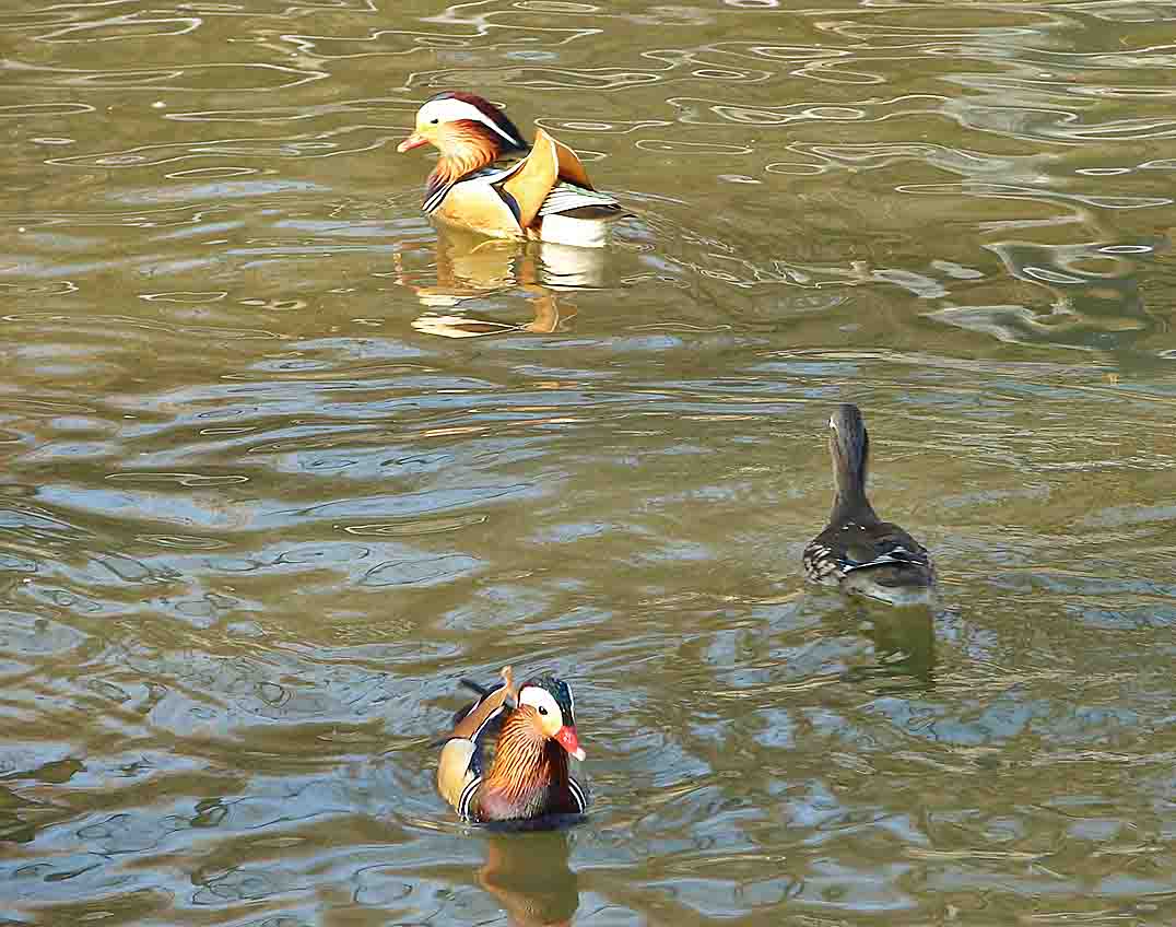 DSC01403-.jpg