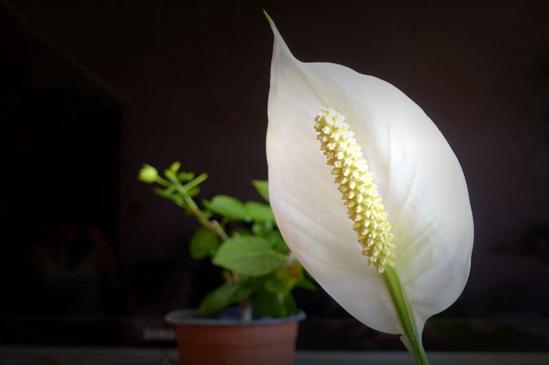 DSC07835.JPG