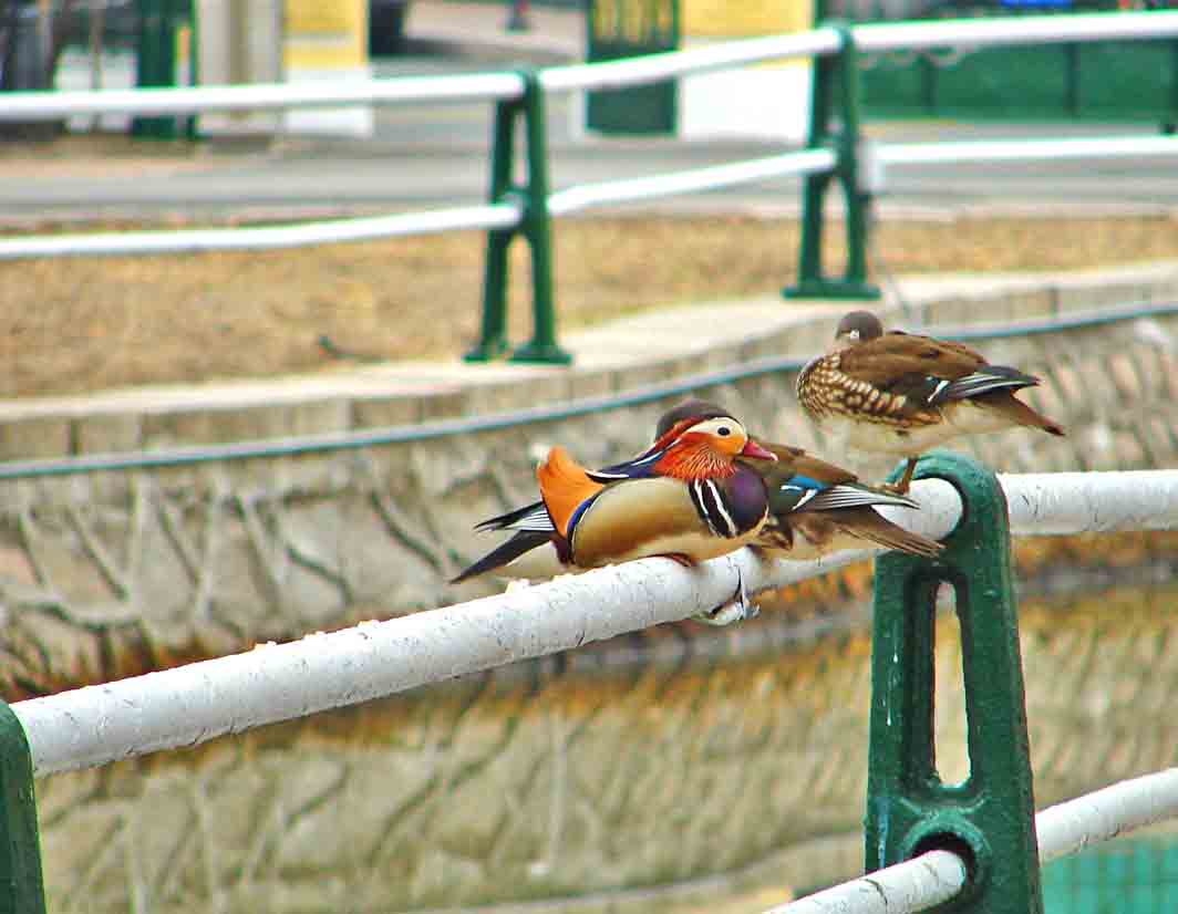 DSC02128-3.jpg