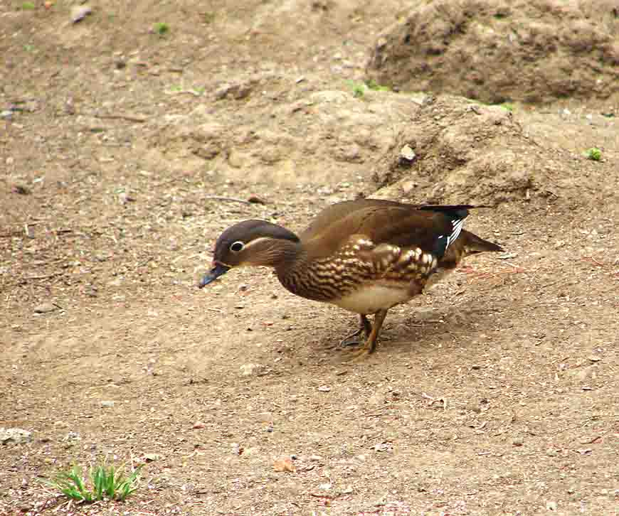 DSC02030-3.jpg