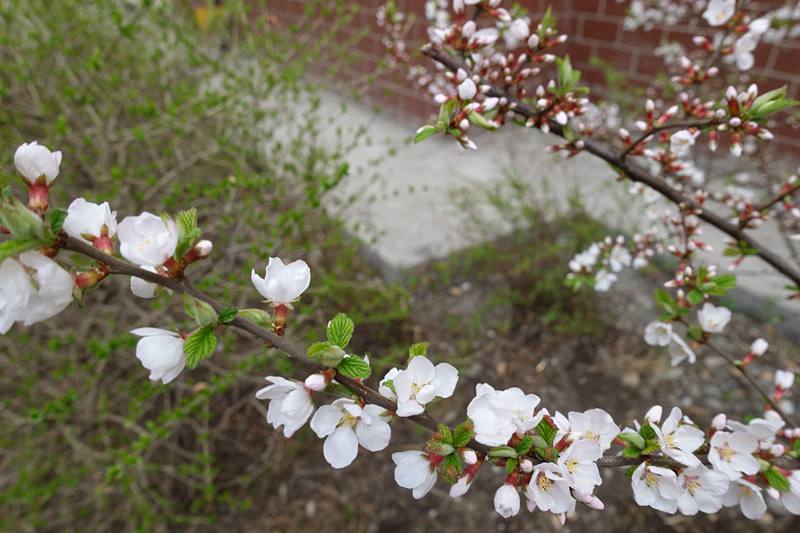 DSC08055.JPG
