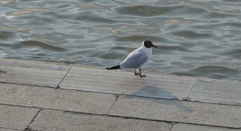 DSC08788.JPG