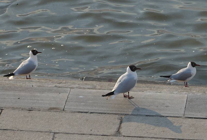 DSC08818.JPG