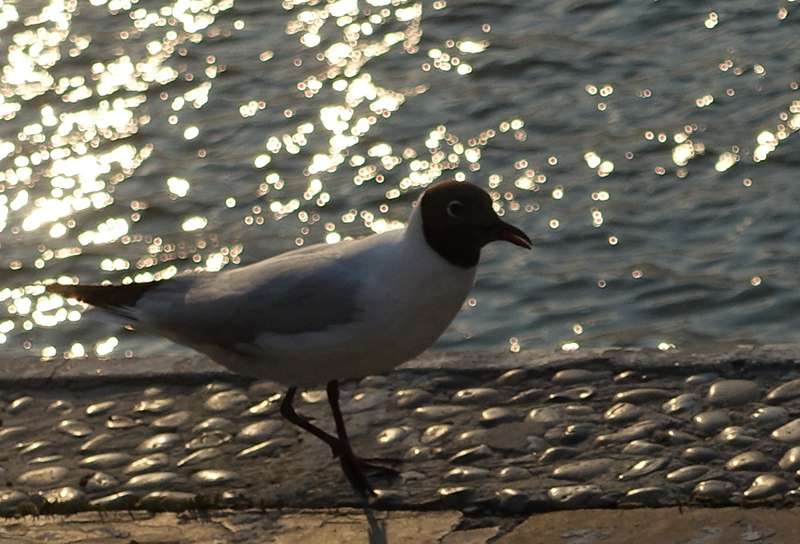 DSC08903.JPG