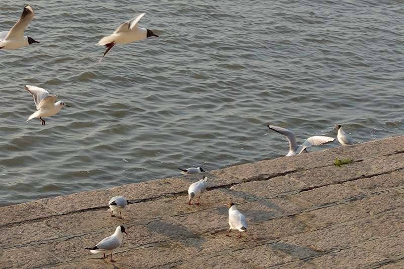 DSC09036.JPG