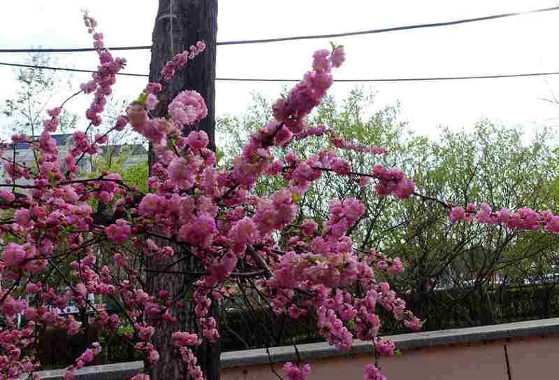 DSC08485.JPG