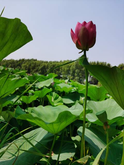 IMG_20200722_115106.jpg