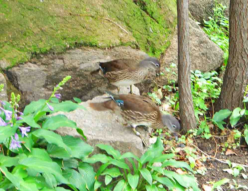 DSC04040-3.jpg