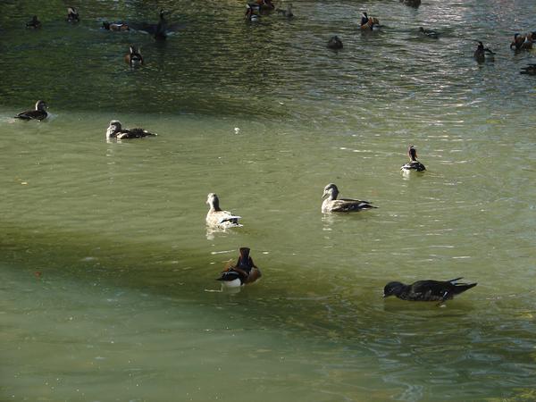 DSC06515.JPG
