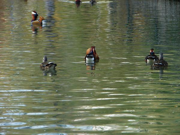 DSC06570.JPG