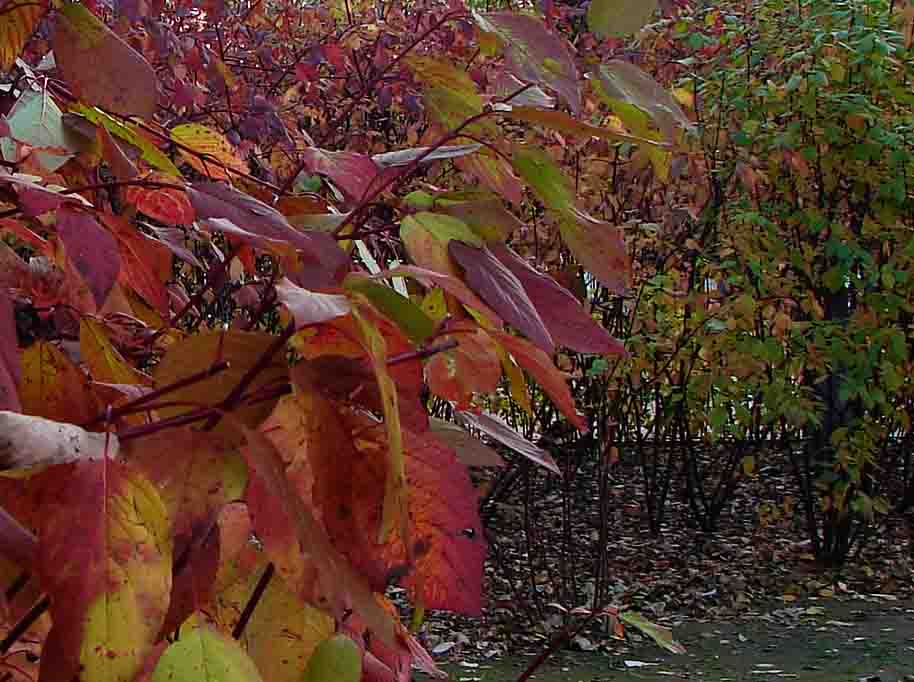 DSC08096-ˮ.jpg
